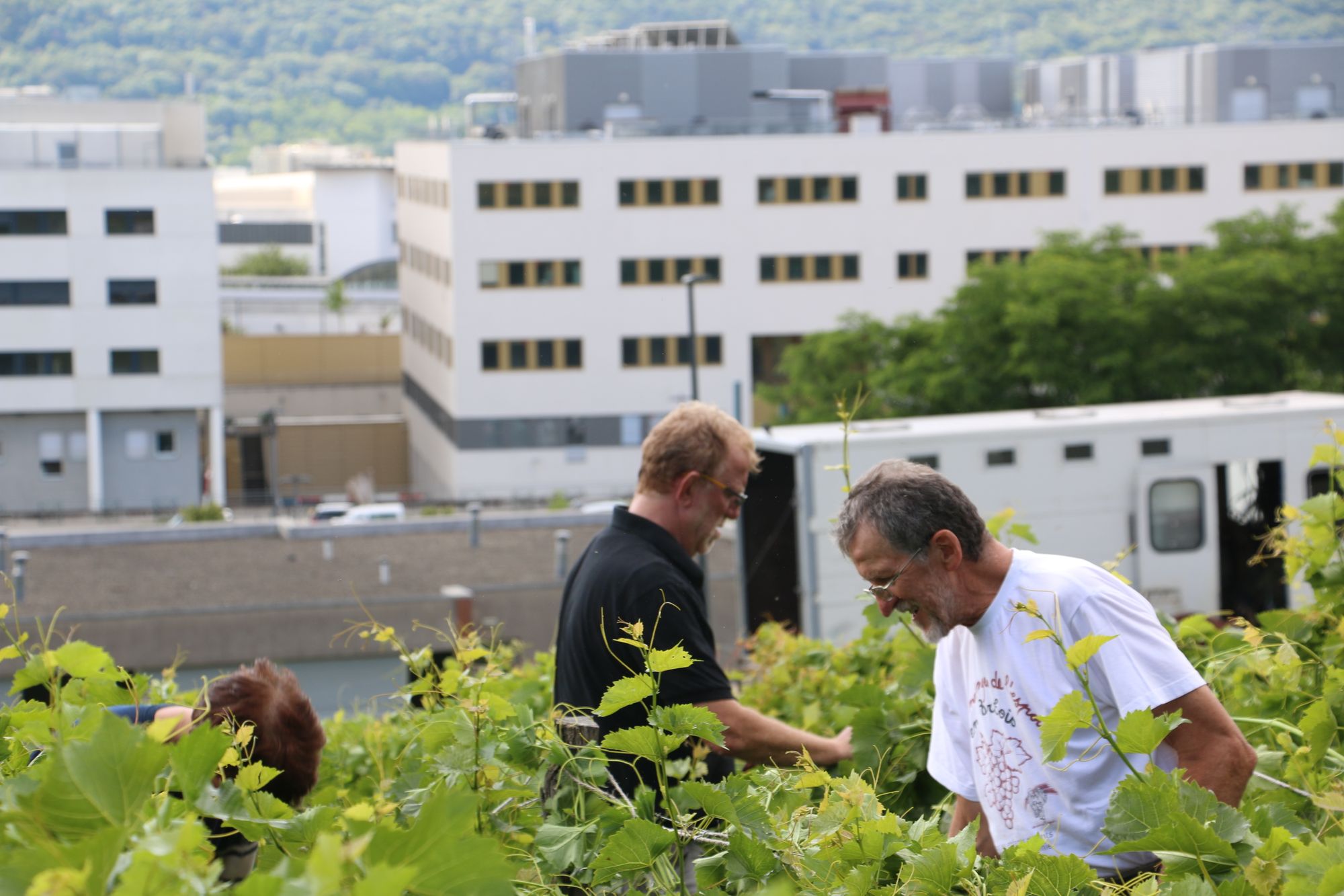 Les vignes de l'espoir ont été bichonnées