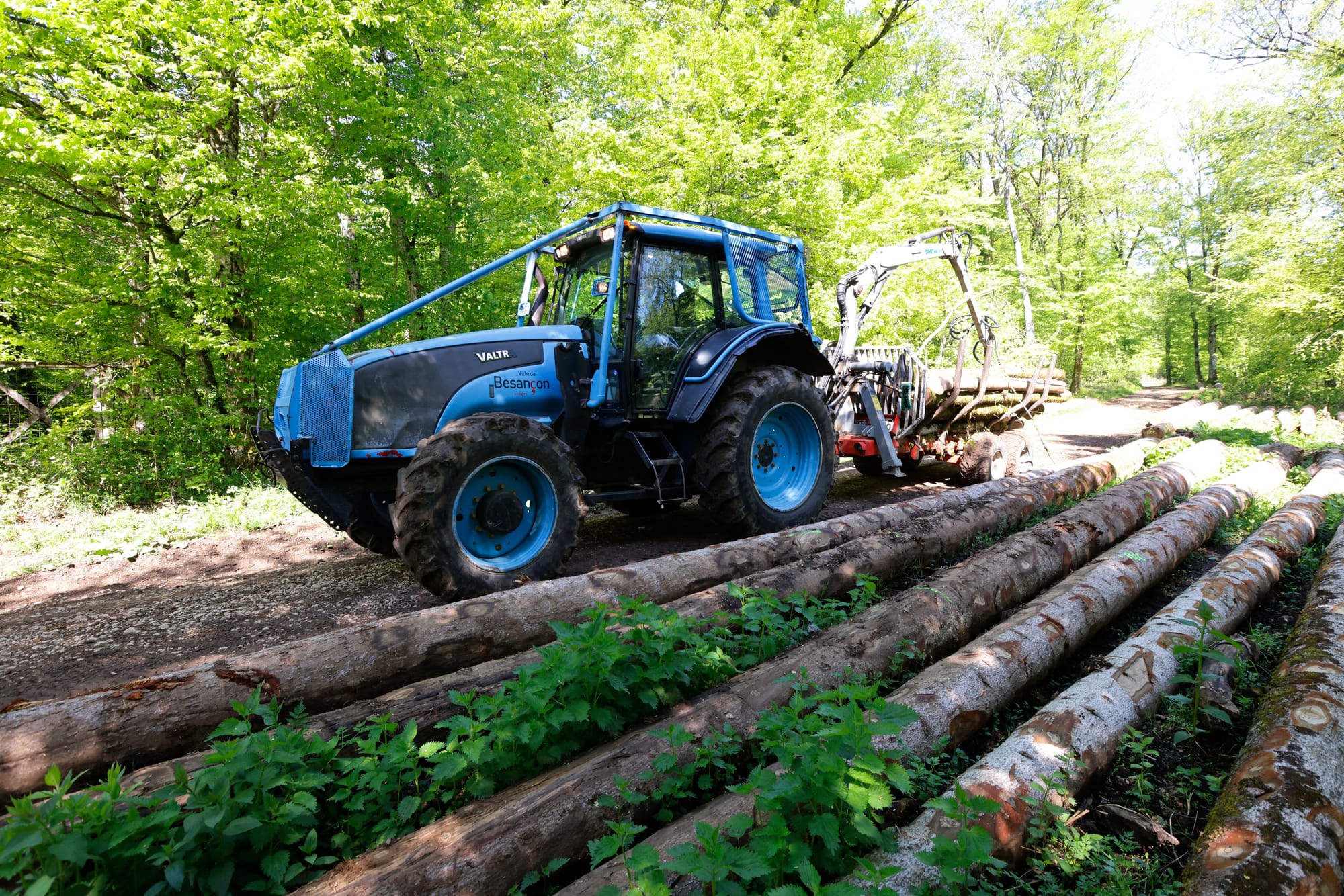 Besançon - La forêt de Chailluz fait sa mue